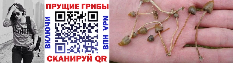 Псилоцибиновые грибы Cubensis  Димитровград 