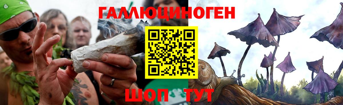 Галлюциногенные грибы Psilocybe  Димитровград 